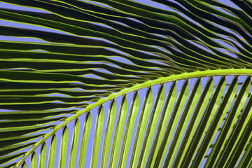 tropical maui palm tree frond