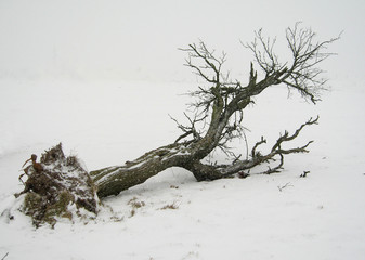 umgestürzter baum