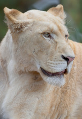 Obraz na płótnie Canvas biały portret lwica