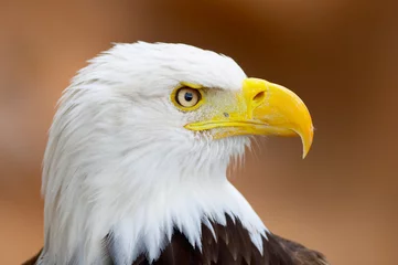 Photo sur Plexiglas Anti-reflet Aigle bold eagle portrait