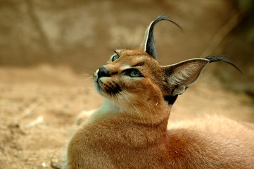 caracal