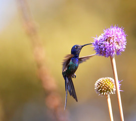 hummingbird feeding on the flower © Natalia Sinjushina