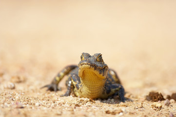baby caiman
