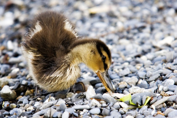 baby duck