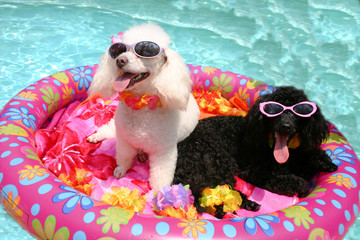 pool poodles