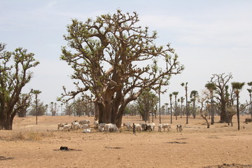 foret de baobabs
