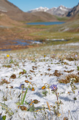 mountain meadow in the morning after heavy snow