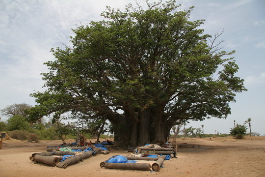 baobab geant