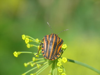 the striped shield bug