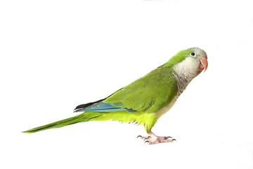 Printed kitchen splashbacks Parrot quaker parrot
