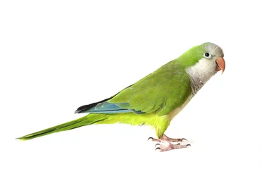 Velours gordijnen Papegaai quaker papegaai