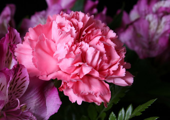 pink carnation