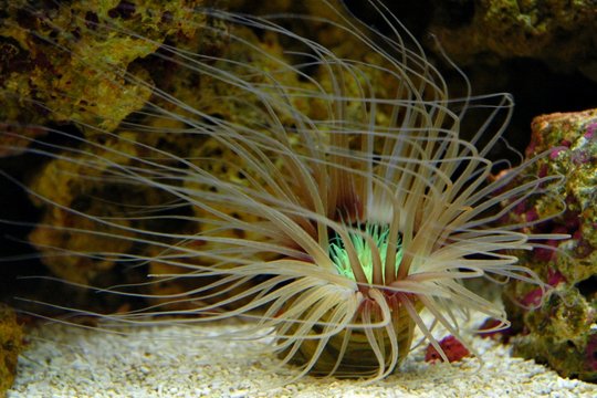 sea anemone