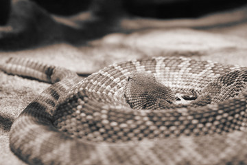 Obraz premium rattlesnake