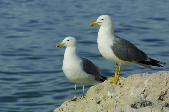 two seagulls on rocks