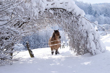 pont de neige © Cattet Dominique