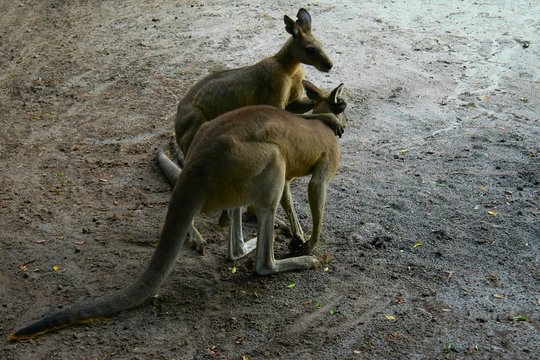 friends kangaroos