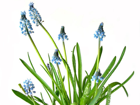 blue spring flowers on white