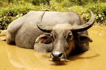 vietnam, sapa: water buffalo - 427719