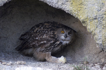 le repas du hibou