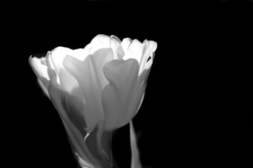 tulip