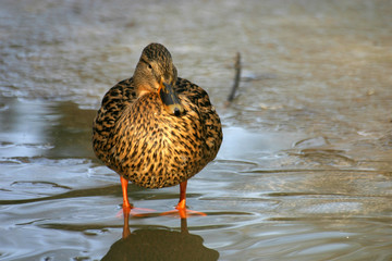 stockente