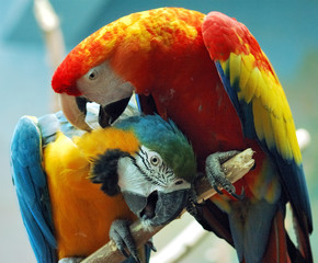 parrot in love