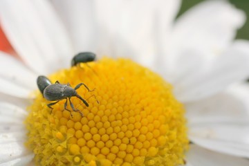 insects in flowers