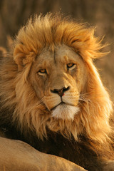 Obraz na płótnie Canvas duży samiec lwa