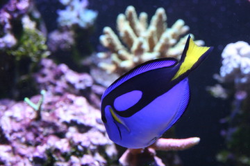 poisson d'aquarium