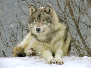 Papier Peint photo autocollant Loup loup gris sous la neige