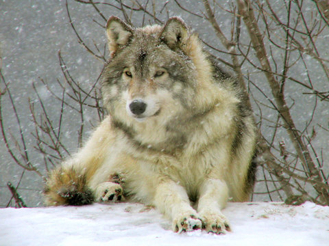 loup gris sous la neige