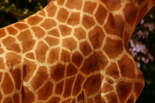 giraffe pattern