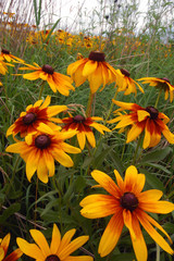 native prairie wild flowers