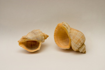 sea shells