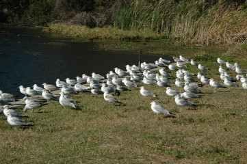 gulls in the wind