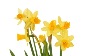 Photo sur Plexiglas Narcisse bouquet de jonquilles isolées
