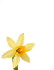 daffodil with text space