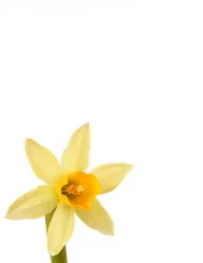 Crédence de cuisine en verre imprimé Narcisse daffodil with text space