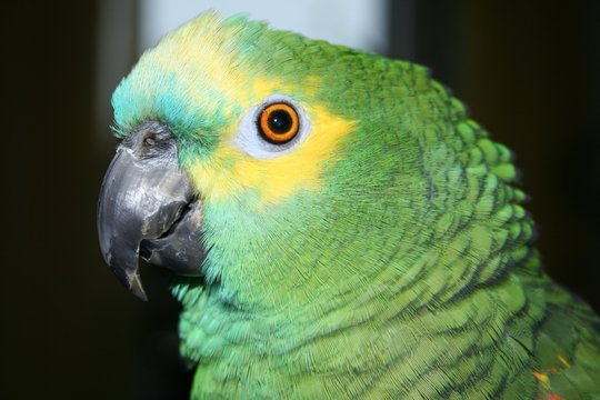 blaustirnamazone