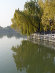 willows over water in beihai park - beijing
