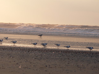 birds on the beach in the evening