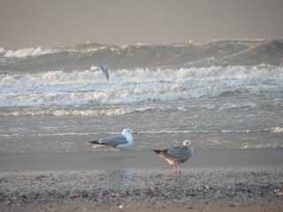 birds at the sea in the evening