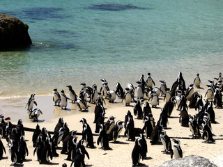 pinguine in südafrika