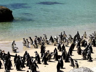 Crédence de cuisine en verre imprimé Pingouin pinguine in südafrika