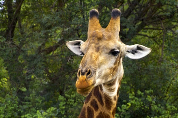 giraffe