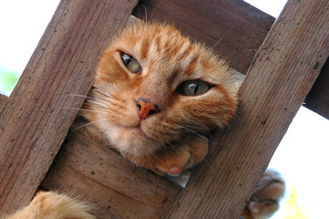 cat on a trellis