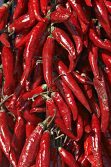red hot pepper - 445785