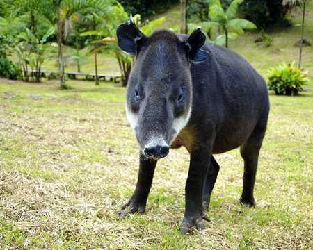 tapir
