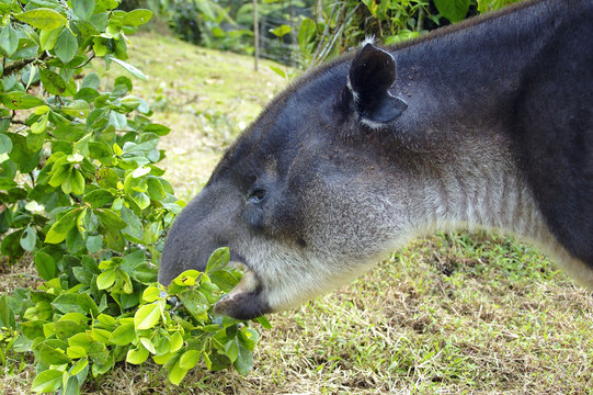tapir